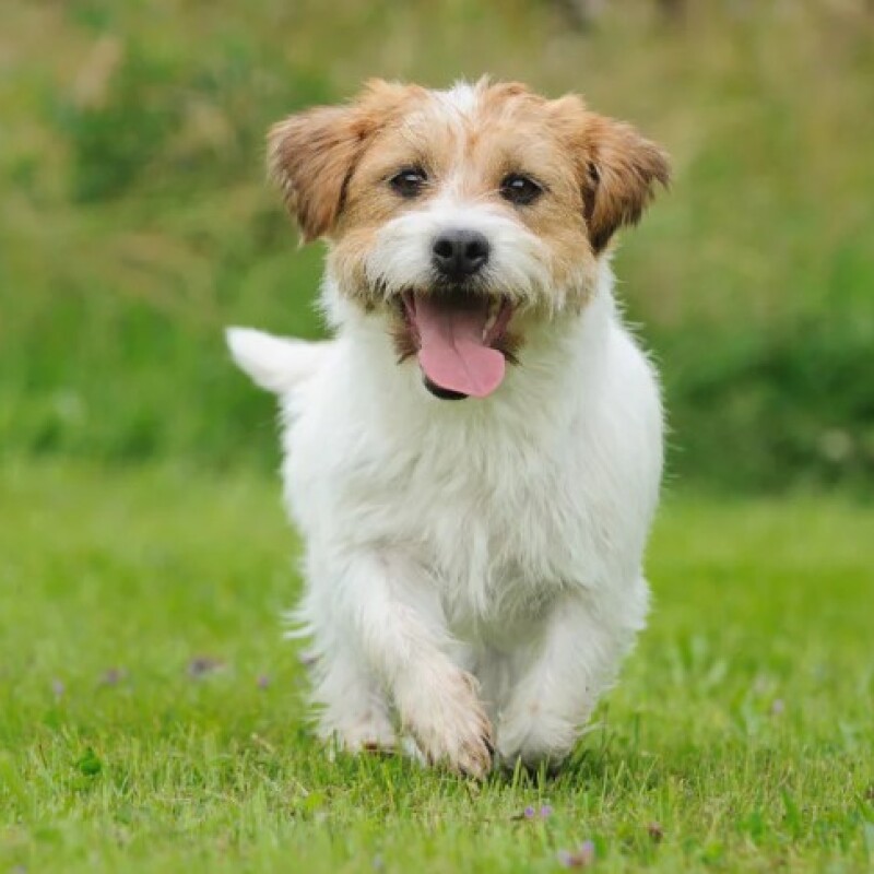Köpek Kulübesi Boyutları Nasıl Tercih Edilmelidir?