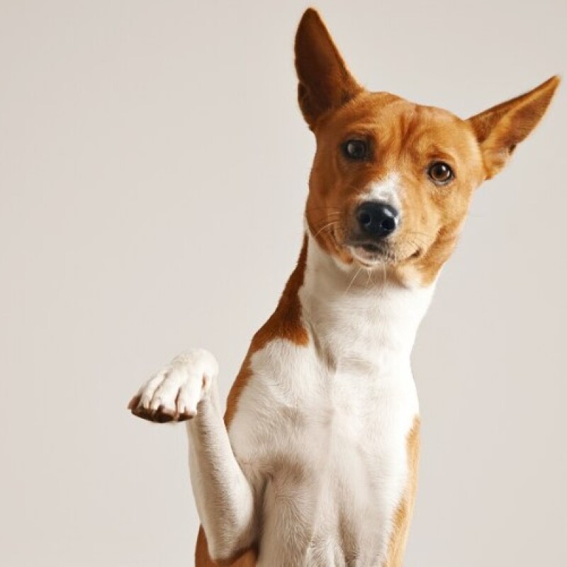 Ahşap Köpek Kulübeleri: Dayanıklı ve Doğal Konfor